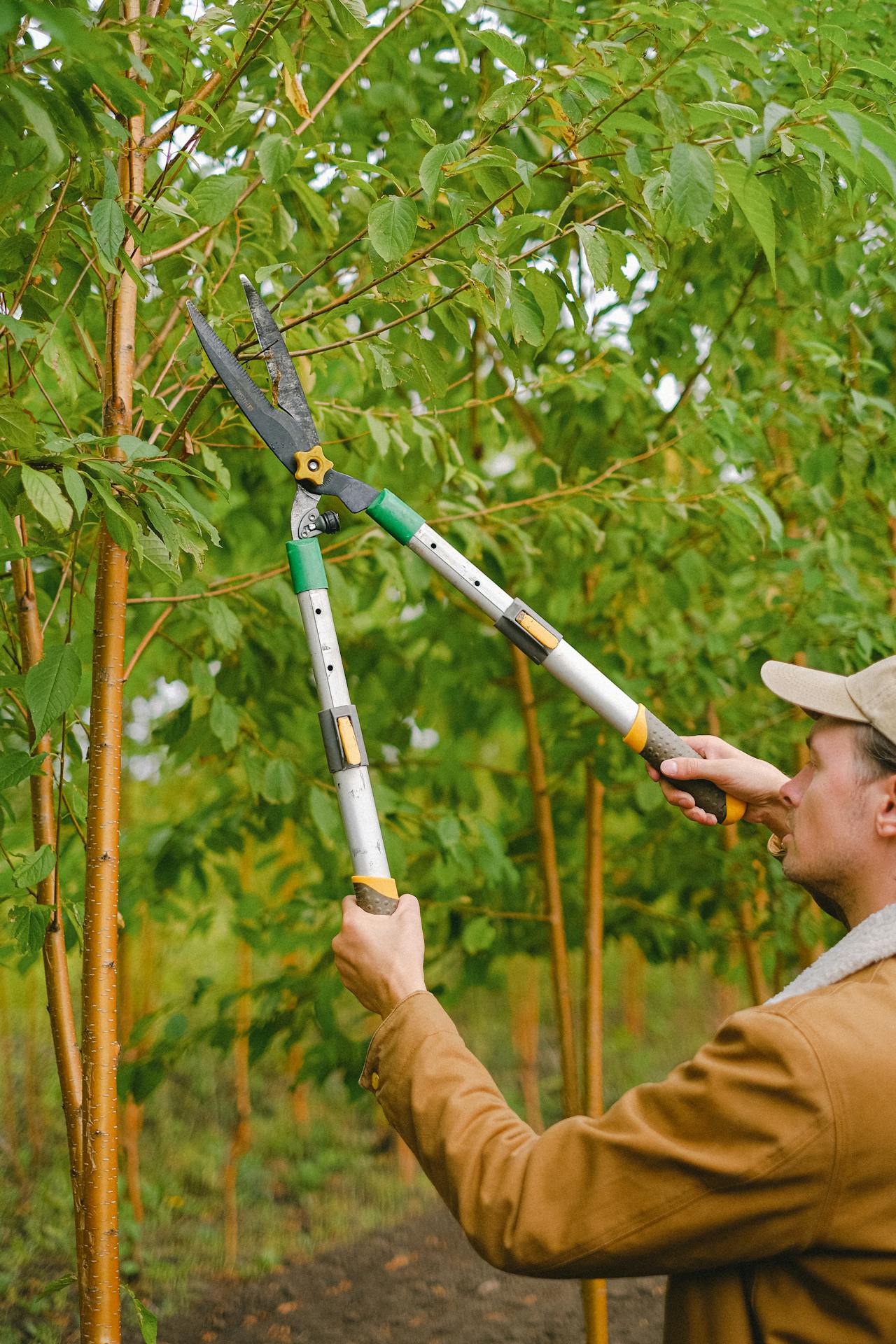 Tree-Trimming-Content